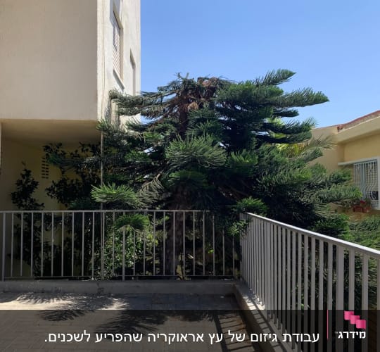 עץ גדול ליד בניין עם גדר מתכת